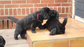 Newfoundlander pups week 5 [upl. by Sweet]