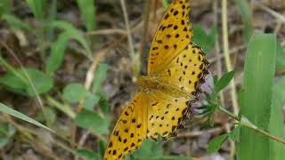 Argynnis hyperbius m  Tokyo 072024  JAPON [upl. by Rape]