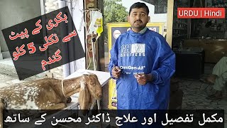 Acidosis in Goat  Bakri ne gandam kha li ka ilaj  Treatment of Acidosis in Goat [upl. by Netsirc]