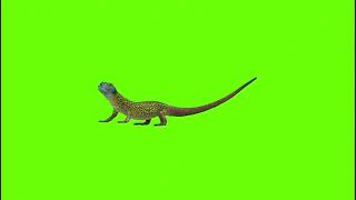 free download 🦎 free download youtube video 🦎 free download movie website 🦎 green screen cartoon [upl. by Nnylatsirk584]